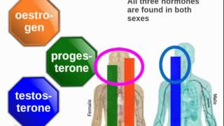 Human endocrine system Role of hormones of the Gonads [upl. by Kari]