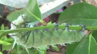 Atlas Moth Attacus Atlas [upl. by Emmie]