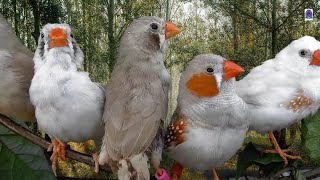 Zebra finch singing  Birds sounds [upl. by Anad]