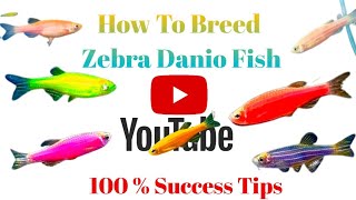 Zebra Danio Breeding in Hindi [upl. by Gabriele]