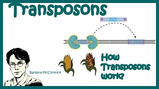 Transposons  Transposable elements  Types of transposons how transposons work [upl. by Allekram]