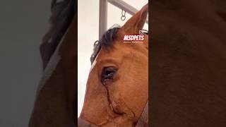 horse crying😭 love music trending horses trendingshorts shorts shortsfeed [upl. by Duahsar]