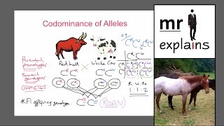 mr i explains Codominance of Alleles IGCSE Inheritance and Variation [upl. by April]