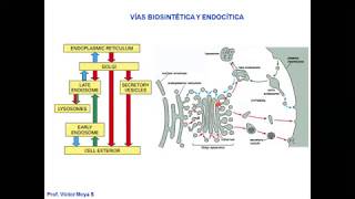 Vídeo Clase Golgi y Lisosomas parte I [upl. by Hollingsworth]