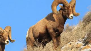 Bighorn Sheep amp Wyoming Badlands [upl. by Rakel870]