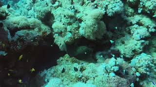 Pyramids diving center Sharm el Sheikh dive 16 [upl. by Alyekahs]