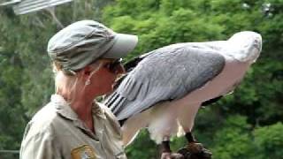 Whitebellied sea eagle [upl. by Ylam]