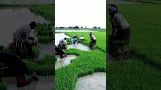 Amazing Farmers Busy Uprooting Paddy Seedlings shorts [upl. by Idham360]