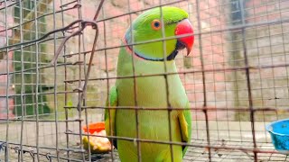 Indian Ringneck parrot talking \ Talking Parrot Natural  voice  funny parrot parrot video [upl. by Kimon]