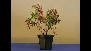 Andromeda Pieris Bonsai Tree  Pieris japonica is a common garden species [upl. by Eidnil]