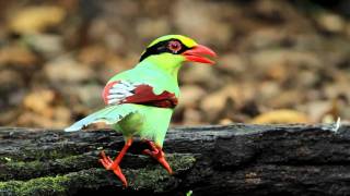 ล่าบอส  นกสาลิกาเขียว Common Green Magpie [upl. by Martinic832]