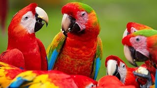 All mutations of Rare Macaws at one place [upl. by Conyers392]