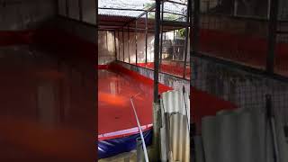 Kolam pembenihan lele semi indoor❗Tidak tertutup semuanya shortviral [upl. by Upshaw946]