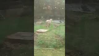 Is roaming in the white tiger fieldshorteytshortsfeedanimalsvideos [upl. by Nylirrej]