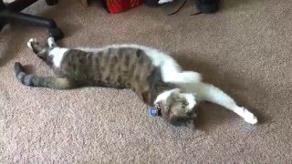 Bored Cat Rolling and Meowing [upl. by Gnil]