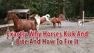 Exactly Why Horses Bite And Kick And How To Fix It [upl. by Ettegroeg414]