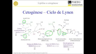 Cetogénese metabolismo 2020 [upl. by Ferne]