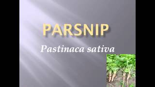 Pronunciation Picture and Scientific name of vegetable PARSNIP [upl. by Eirrac]