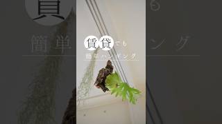 【賃貸OK】観葉植物を簡単にハンギングできるアイテムを紹介します！ 観葉植物 観葉植物初心者 ハンギング ビカクシダ エアプランツ チランジア [upl. by Remas7]