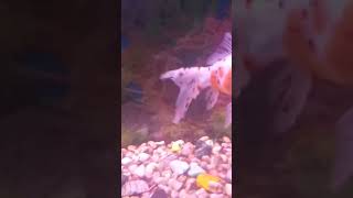 Warning Common Mistakes in Fish Aquarium Care esl shorts 4kvideocarealot naturalyoutubeshorts [upl. by Lebasiram110]