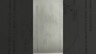 glyoxylate cycle biochemistry [upl. by Essilem]