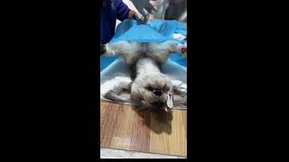 Episode 101 disinfection and shaving before spaying dog [upl. by Ellehcyar585]