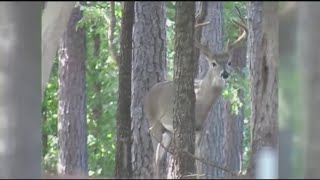 AAA warning of increase in crashes involving deer during the fall [upl. by Ecinehs]