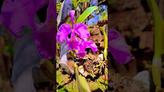 Orquídea cultivada em osso cattleya shortvideo plantas [upl. by Adni]