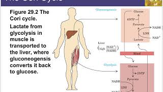 Chapter 29 Lecture  Biosynthetic Pathways [upl. by Mellman]