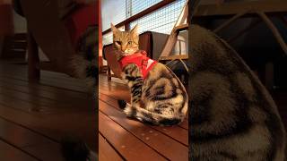 Harness training 2 ハーネスをつけられてフリーズする猫 Cat harness makes them freeze💦 cats 猫用ハーネス shorts [upl. by Pergrim115]