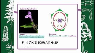 BOTÁNICA MORFOLÓGICA FLOR FORMULA Y DIAGRAMA FLORAL [upl. by Reisinger]