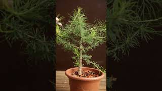 Midsummer pruning young Larch for bonsai bonsai prune bonsaitreecare [upl. by Leitao353]