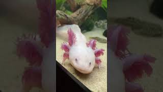 axolotllove axolotl amfibi aquarium axolotes fish fishtank animals axolotlpet [upl. by Adnomal]