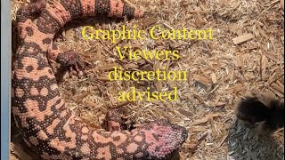 🚫⚠️Graphic Content Gila Monster live feeding Highonsnakes Viewers discretion highly recommended [upl. by Salocin]