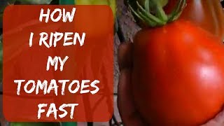 How To Ripen Green Tomatoes Indoors Fast Without Paper Bag or Cardboard Box [upl. by Puttergill]