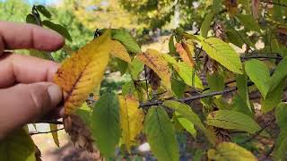 Hophornbeam Ostrya virginiana [upl. by Eanyl374]