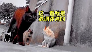 这猫狗一看就是混铜锣湾的！ [upl. by Rives]