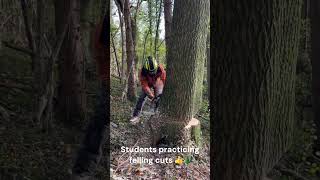 Big old Oak 🌳 ❤️tree Sweep cut practice cracking directional felling cut too forestry training [upl. by Chemar532]