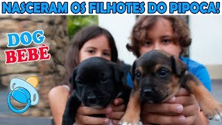 NASCERAM OS FILHOTES DO PIPOCA  nossos cachorrinhos bebês ♥ [upl. by Jaymee277]