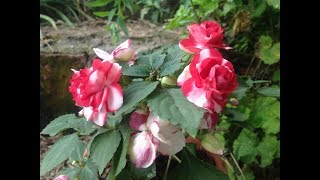 como cultivar Impatiens Alegria del hogar [upl. by Delia]