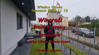 WINOROŚL  Prace w winnicy w listopadzie  Winnica Cisowa 2024 11 10 [upl. by Ahtelat]