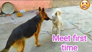 German Shepherd meets pomeranian dog for first time [upl. by Valdas723]