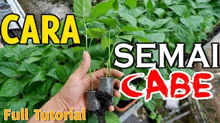 CARA MENYEMAI CABE RAWIT LENGKAP DARI 0 HINGGA SIAP TANAM [upl. by Akcebar]