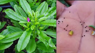 HOW TO KNOW THE RIGHT WATERLEAF SEEDS TO PLANT [upl. by Lowndes509]