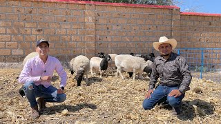 Corderas y Sementales Dorper y Katahdin  Asesoría Profesional sobre la raza de Borregos Dorper [upl. by O'Brien]