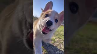 Cute dog in Tamil song WhatsApp status ☺️💗🥰💞 [upl. by Lucien954]