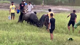 ☆☆ bullfight goa ☆☆ traditional bullfight ☆☆ India Goa ☆☆ goan bullfight ☆ 2024 ☆ [upl. by Kissie]