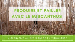 Alternative au désherbage chimique en vigne avec le paillage de miscanthus [upl. by Anitroc]