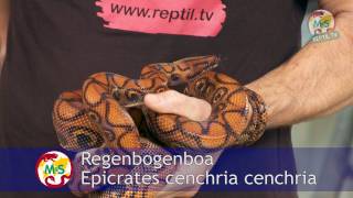 ReptilTV  Folge 37  Riesenschlangen  Teil 2  Boas [upl. by Odnama]