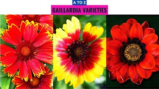 Gaillardia Varieties A to Z [upl. by Ellerrehc]